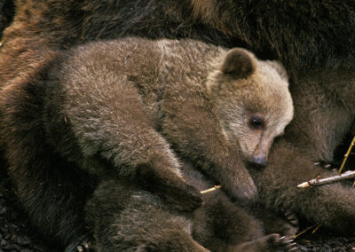 WAP: Bj&oslash;rneunger lider